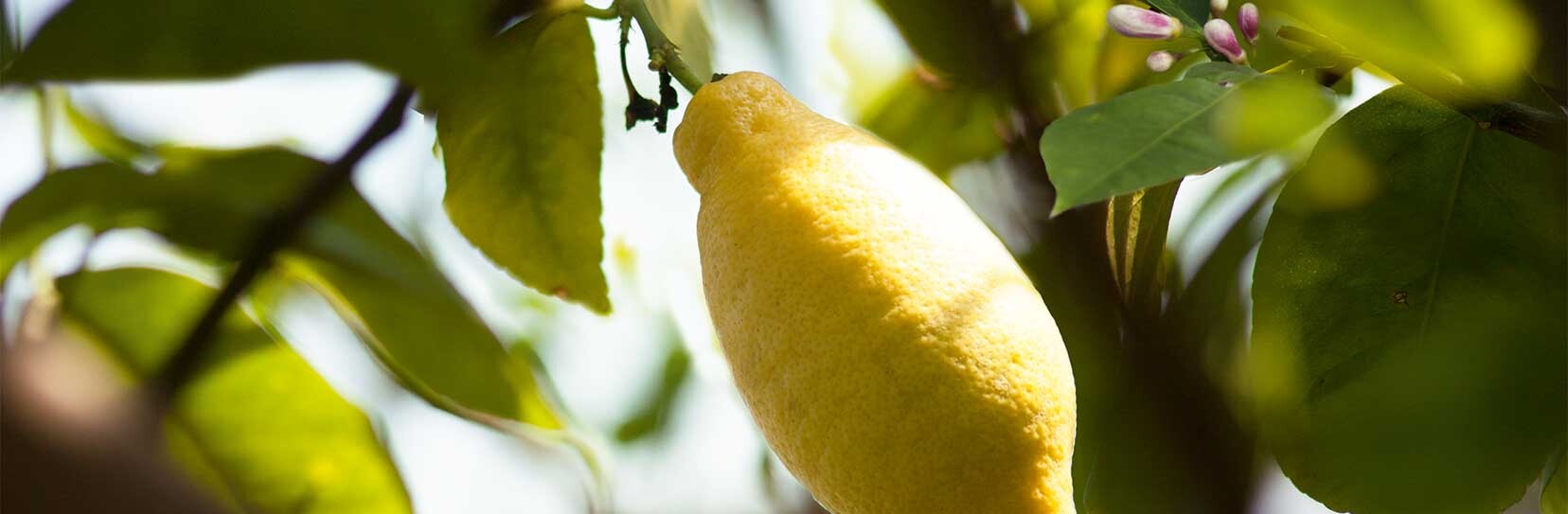 Zitrone - Citrus limon L.