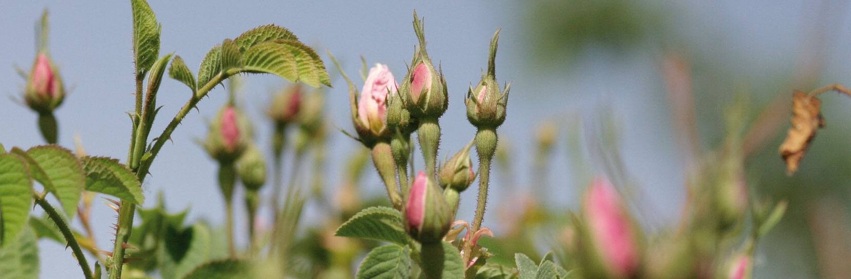Rose - Rosa ssp.