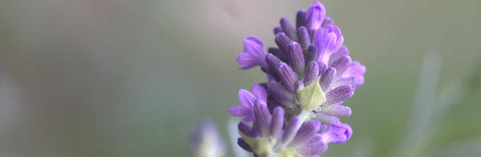 Lavendel - Lavandula angustifolia Mill.