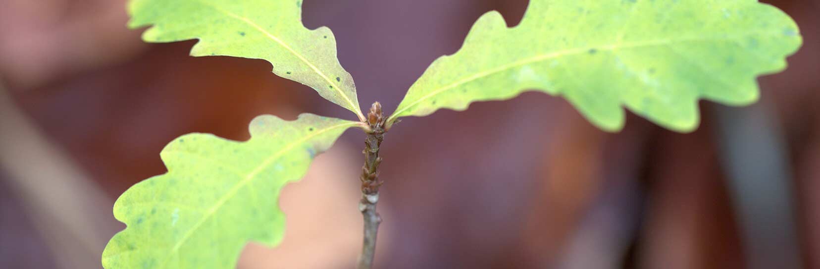 Quercia - Quercus robur L.