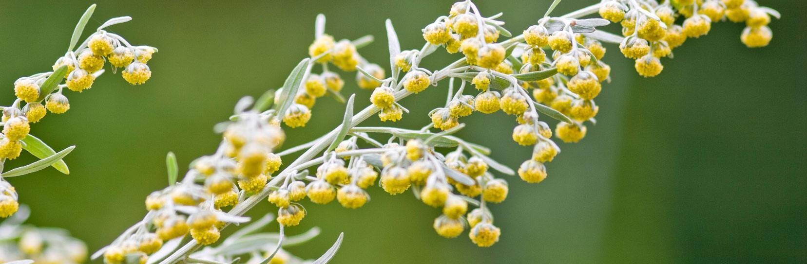 Wermut - Artemisia absinthium