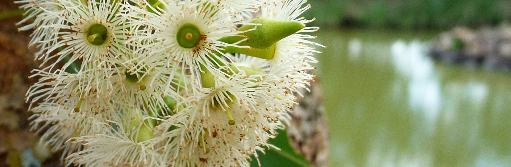 Eukalyptus - Eucalyptus globulus Labill.